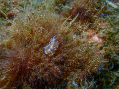 Antiopella cristata