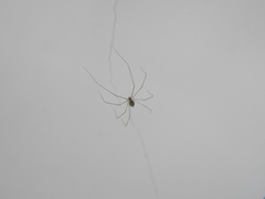 Holocnemus hispanicus