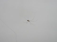 Holocnemus hispanicus