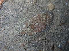 Liachirus melanospilos