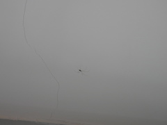 Holocnemus hispanicus