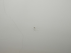 Holocnemus hispanicus