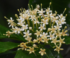Tarenna dallachiana