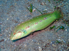 Novaculoides macrolepidotus