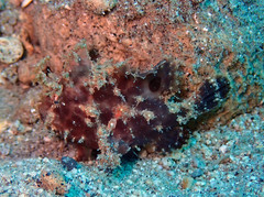 Nudiantennarius subteres