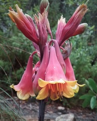 Blandfordia cunninghamii