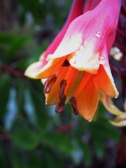 Blandfordia cunninghamii