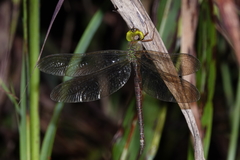Gynacantha rosenbergi