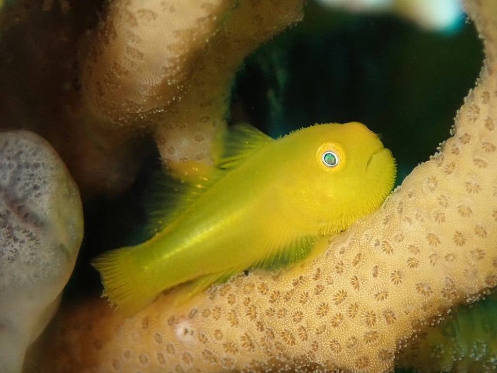 Emerald Coral Goby