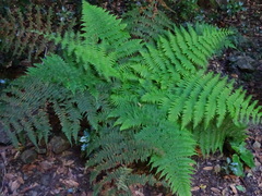 Dryopteris oligodonta