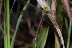 Gynacantha rosenbergi