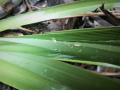 Blandfordia cunninghamii