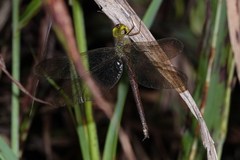 Gynacantha rosenbergi