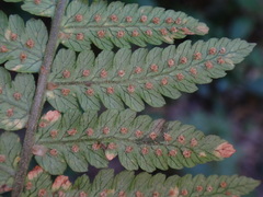 Dryopteris oligodonta