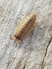 Porcellionides sexfasciatus lusitanus