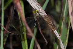 Gynacantha rosenbergi