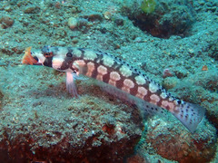 Parapercis tetracantha