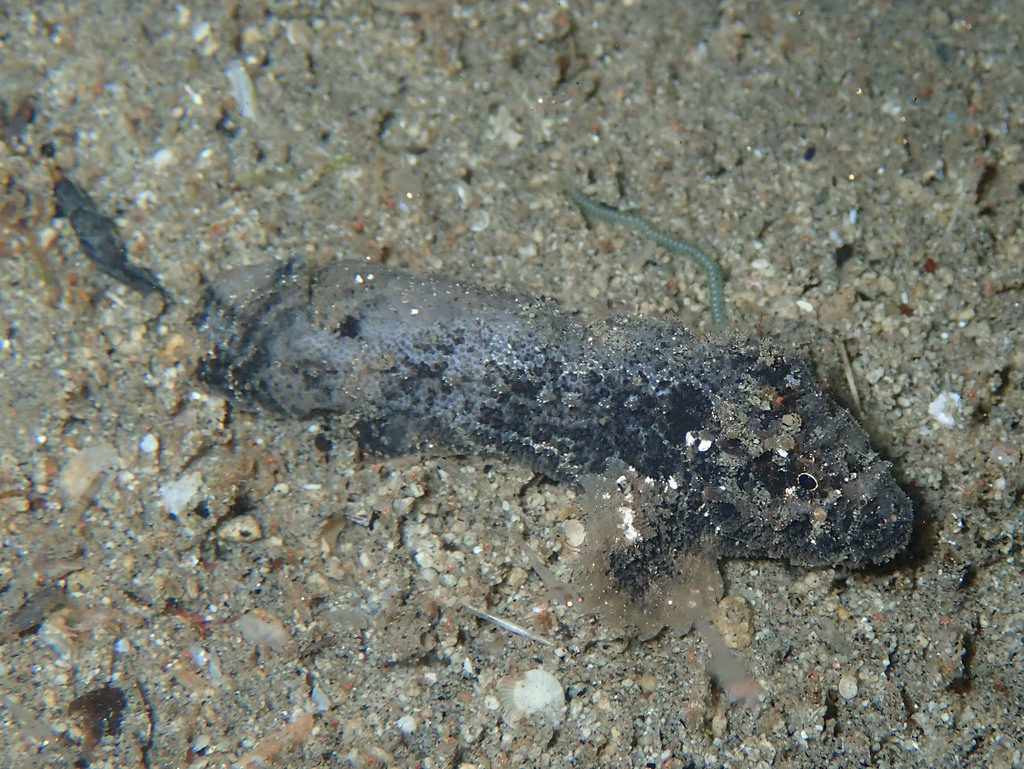 Phantom Velvetfish