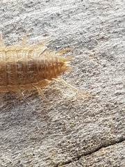 Porcellionides sexfasciatus lusitanus