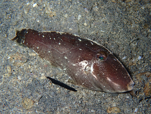 Cryptic filefish (Paramonacanthus japonicus) — Monacanthidae — 3