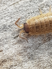 Porcellionides sexfasciatus lusitanus