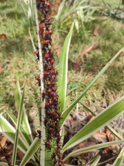 Tropidacris collaris