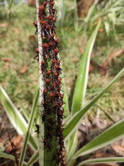 Tropidacris collaris