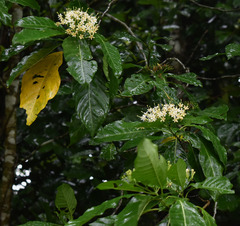 Tarenna dallachiana