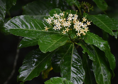 Tarenna dallachiana