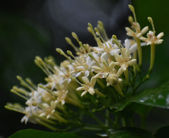 Tarenna dallachiana