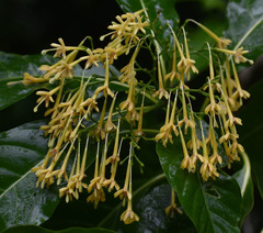 Tarenna dallachiana