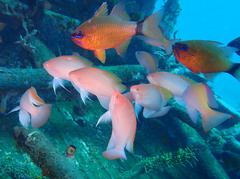 Pseudanthias hypselosoma