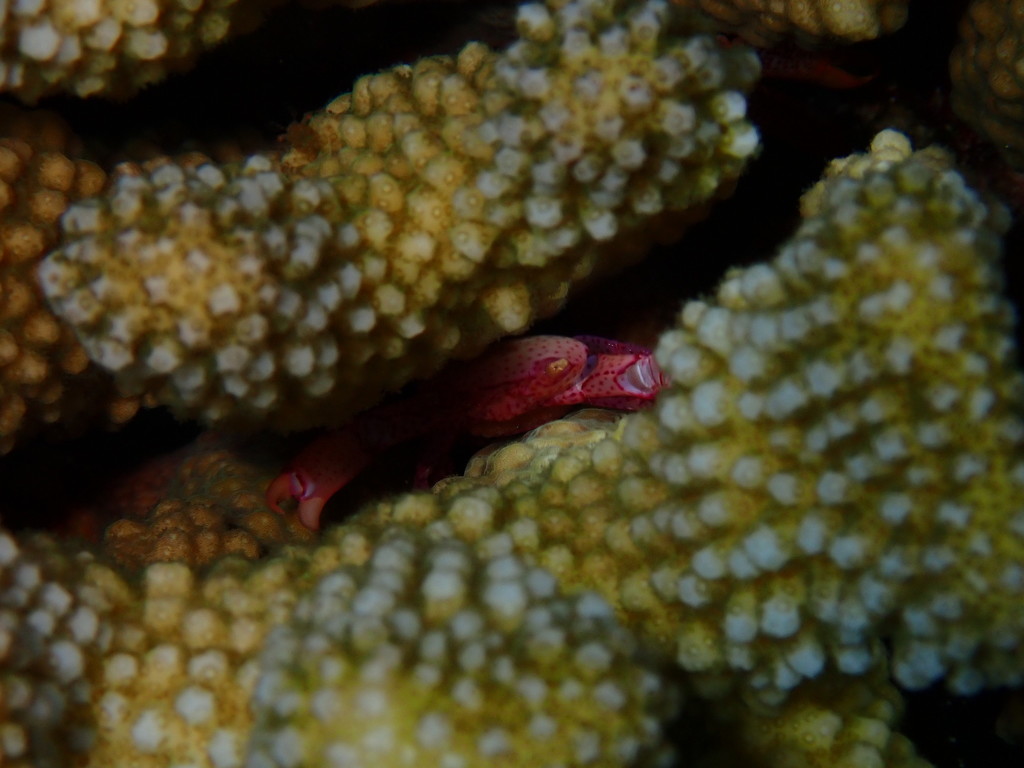 Trapezia richtersi