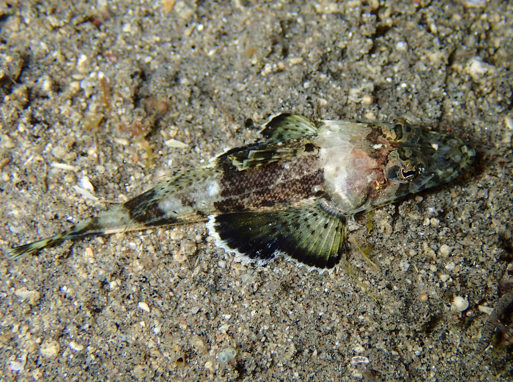 Serrated Flathead