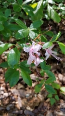 Rhododendron canescens