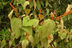 Lasiopetalum macrophyllum
