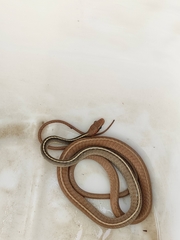 Chironius flavolineatus