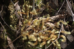 Ptychomnion aciculare