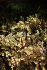 Ptychomnion aciculare