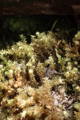 Ptychomnion aciculare