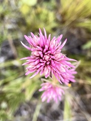 Gomphrena pulchella