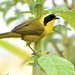 Yellowthroats and Allies - Photo (c) Ricardo Arredondo T., some rights reserved (CC BY-NC)
