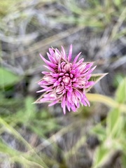 Gomphrena pulchella