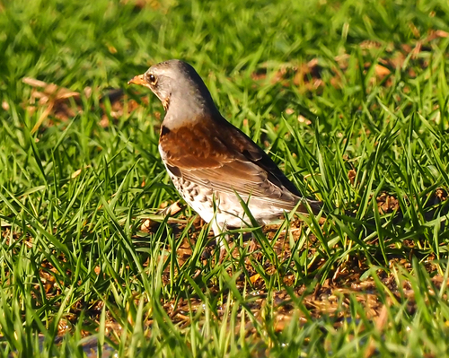 Turdus pilaris
