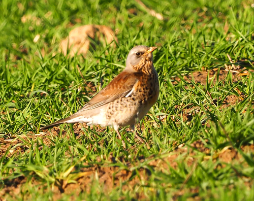 Turdus pilaris