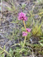 Gomphrena pulchella