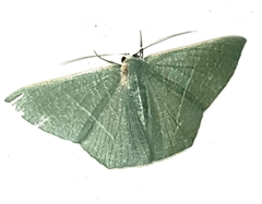 Thalassodes dorsilinea