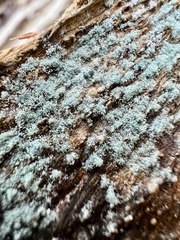 Penicillium