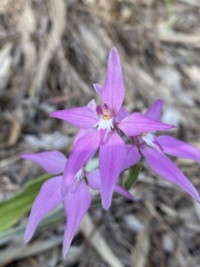 Caladenia latifolia