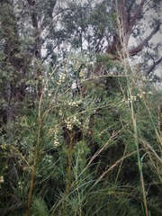 Acacia ptychoclada